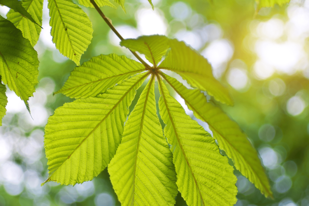 Luonto on lähellä Postipuistossa